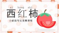 学前教育大班《西红柿..》课件