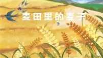 学前教育大班《麦田里的麦子》课件