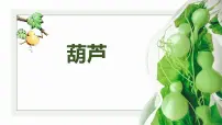 学前教育大班《葫芦》课件