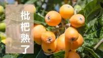 学前教育大班《枇杷》课件