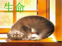 班会课件推荐-生命教育
