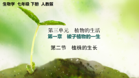 初中人教版（2024）第二节 植株的生长评优课教学课件ppt