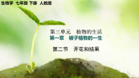 人教版（2024）七年级下册（2024）第三节 开花和结果精品教学ppt课件