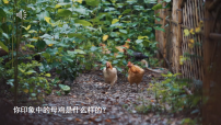小学语文统编版（2024）四年级下册母鸡完美版课件ppt