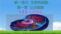 初中生物人教版（2024）七年级上册（2024）动物细胞授课ppt课件