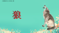 初中语文人教部编版（2024）七年级上册（2024）狼/蒲松龄课文ppt课件