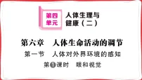 初中生物人教版（2024）八年级上册（2024）第一节 人体对外界环境的感知习题课件ppt