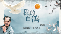初中人教部编版（2024）我的白鸽/陈忠实课文ppt课件