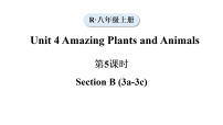 人教版（2024）八年级上册（2024）Unit 4 Amazing Plants and Animals Section B教学ppt课件