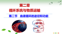 初中生物冀少版（2024）七年级下册（2024）血液循环的途径和功能课堂教学ppt课件