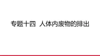 专题14 人体内废物的排出课件 2026年中考生物一轮复习