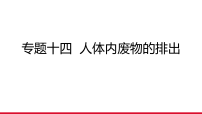 专题14 人体内废物的排出课件 2026年中考生物一轮复习