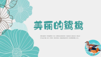 学前教育《美丽的鸳鸯》课件