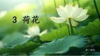 语文三年级下册荷花课堂教学ppt课件