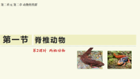 人教版（2024）七年级上册（2024）脊椎动物教学ppt课件