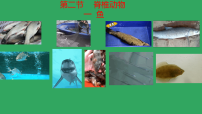初中生物脊椎动物评课ppt课件