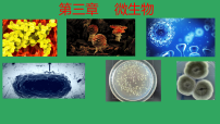 人教版（2024）七年级上册（2024）微生物的分布教课ppt课件