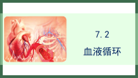 初中生物北师大版（2024）七年级下册（2024）血液循环教学演示ppt课件