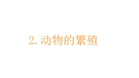 小学教科版（2024）2.动物的繁殖教学课件ppt