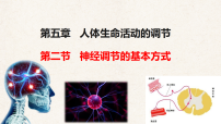 初中生物冀少版（2024）七年级下册（2024）神经调节的基本方式教学课件ppt