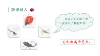 统编版（2024）三年级下册（2024）4* 昆虫备忘录教学ppt课件