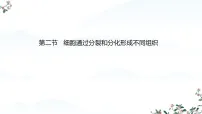 济南版（2024）七年级上册（2024）细胞通过分裂和分化形成不同组织课堂教学课件ppt