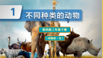 小学科学第二单元 动物的一生1.不同种类的动物优秀ppt课件