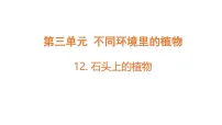 小学科学苏教版（2024）三年级下册（2024）12 石头上的植物图文ppt课件