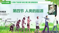 初中生物人教版（2024）八年级下册（2024）第四节 人类的起源教学演示ppt课件