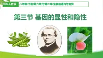初中生物人教版（2024）八年级下册（2024）第六单元 生命的延续和发展第二章 生物的遗传与变异第三节 基因的显性和隐性课堂教学ppt课件