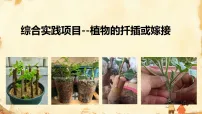 初中生物人教版（2024）八年级下册（2024）综合实践项目 植物的扦插或嫁接教课课件ppt