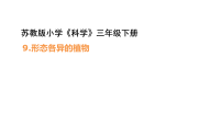 小学科学苏教版（2024）三年级下册（2024）9 形态各异的植物课前预习ppt课件