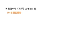 小学苏教版（2024）10 水里的植物背景图ppt课件