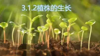 初中植株的生长教案配套ppt课件