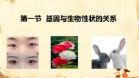 人教版（2024）八年级下册（2024）第六单元 生命的延续和发展第二章 生物的遗传与变异第一节 基因与生物性状的关系教课内容ppt课件