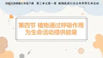 初中生物济南版（2024）七年级下册（2024）植物通过呼吸作用为生命活动提供能量教学ppt课件