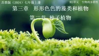 苏教版（2024）七年级上册（2024）种子植物教学课件ppt