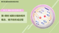 高中生物人教版 (2019)必修2《遗传与进化》减数分裂和受精作用教课课件ppt