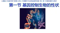 人教版（2024）八年级下册（2024）第一节 基因与生物性状的关系教学演示课件ppt