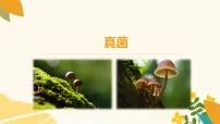 初中生物苏科版（2024）七年级下册（2024）真菌图文ppt课件