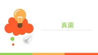 苏科版（2024）七年级下册（2024）真菌课堂教学课件ppt