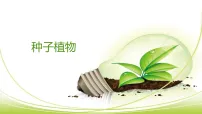 初中生物苏科版（2024）七年级下册（2024）种子植物图文课件ppt