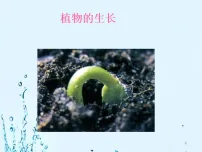 苏科版（2024）七年级下册（2024）植物的生长课前预习课件ppt