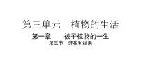 人教版（2024）七年级下册（2024）开花和结果授课ppt课件
