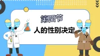 人教版（2024）八年级下册（2024）第四节 人的性别决定图文课件ppt