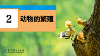 教科版（2024）三年级下册（2024）2.动物的繁殖教课内容ppt课件