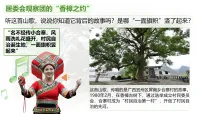 初中政治 (道德与法治)人教版（2024）八年级下册（2024）基层群众自治制度教课内容课件ppt