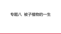 专题8  被子植物的一生课件(含答案)2026年中考生物一轮复习