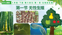 初中生物人教版（2024）八年级下册（2024）第一节 无性生殖教学课件ppt
