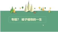 人教版（2024）七年级下册（2024）被子植物的一生复习课件ppt